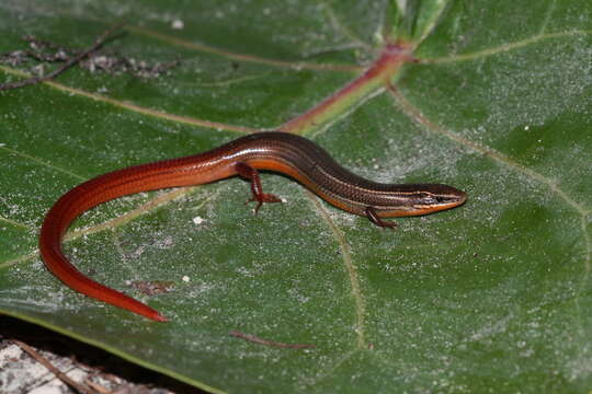 Plancia ëd Plestiodon egregius egregius Baird 1858