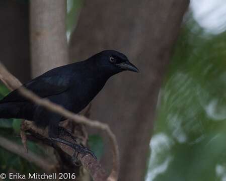 Image of Carib Grackle