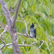 Image of Grey-rumped Treeswift