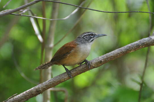 Image of Moustached Wren