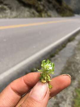 Image of Stellaria weddellii T. M. Pedersen