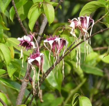 Plancia ëd Strophanthus sarmentosus DC.