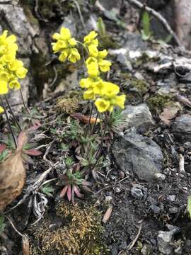 Sivun Draba ruaxes Payson & H. St. John kuva