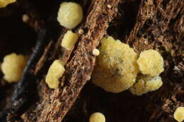 Image of Trichoderma deliquescens (Sopp) Jaklitsch 2011