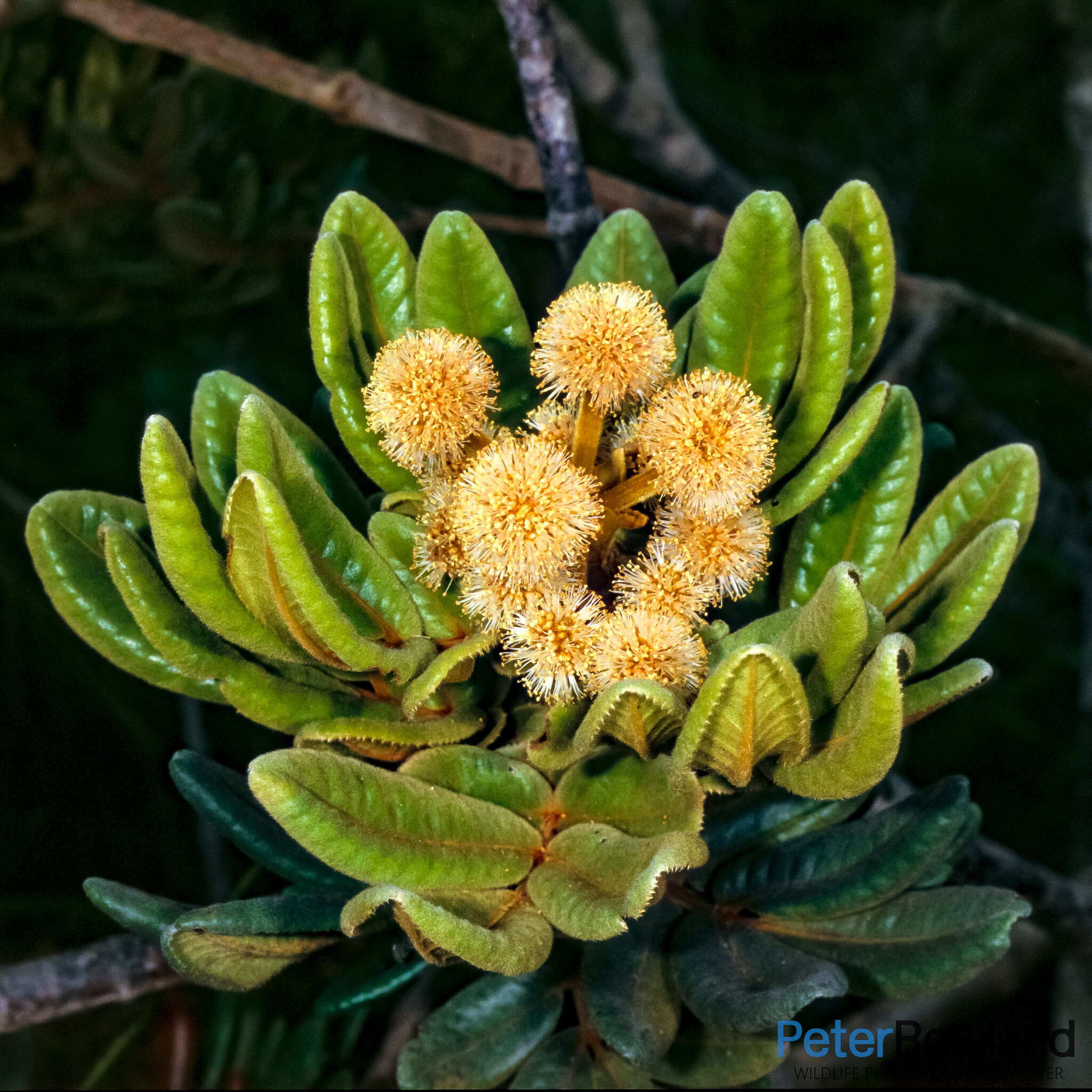 Image of Pancheria hirsuta Vieill. ex Pamp.