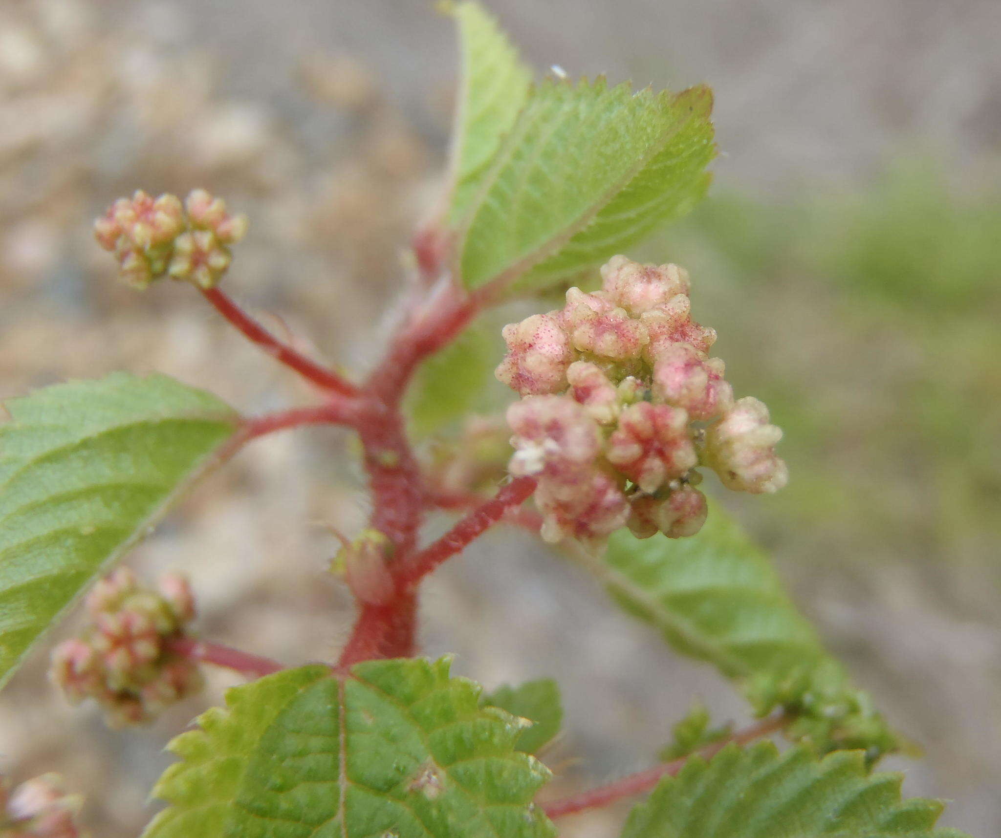 Imagem de Laportea peduncularis subsp. peduncularis