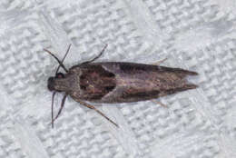 Image de Pseudochelaria scabrella Busck 1913