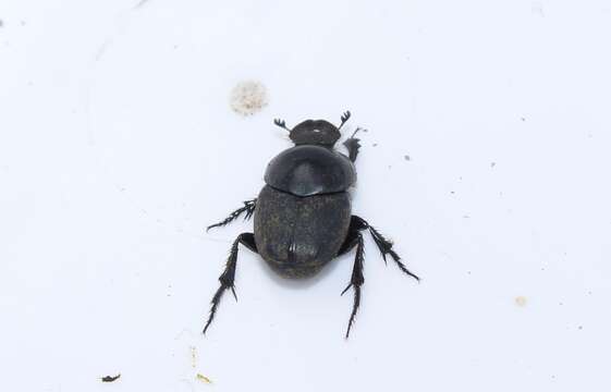 Imagem de Euonthophagus gibbosus (Scriba 1790)