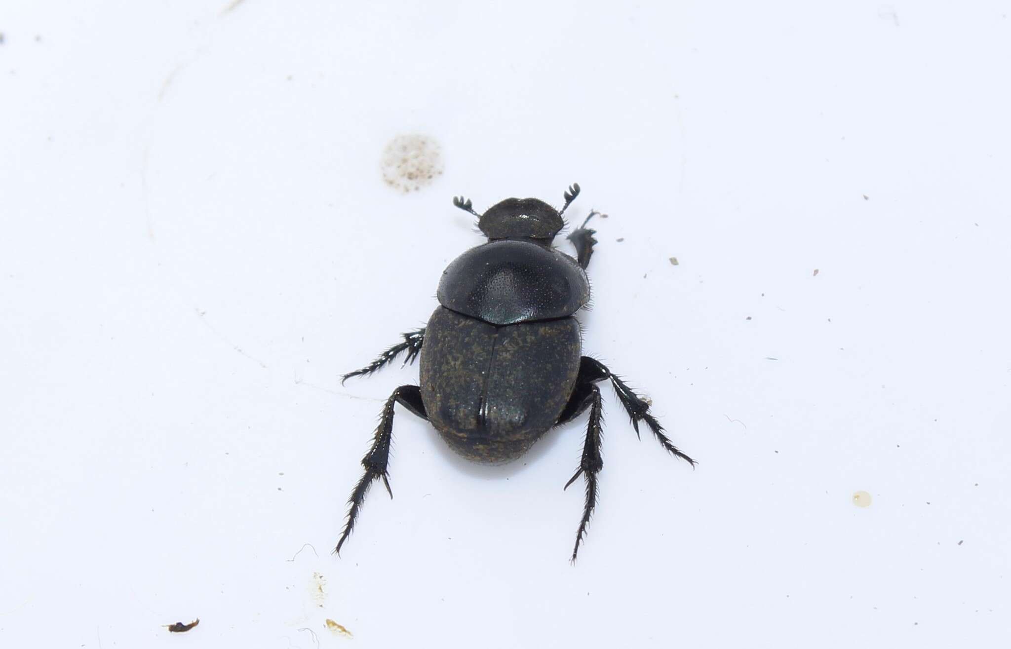 Слика од Euonthophagus gibbosus (Scriba 1790)