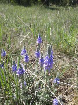 Image of Veronica pectinata L.