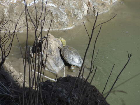 Image of Big Bend Slider