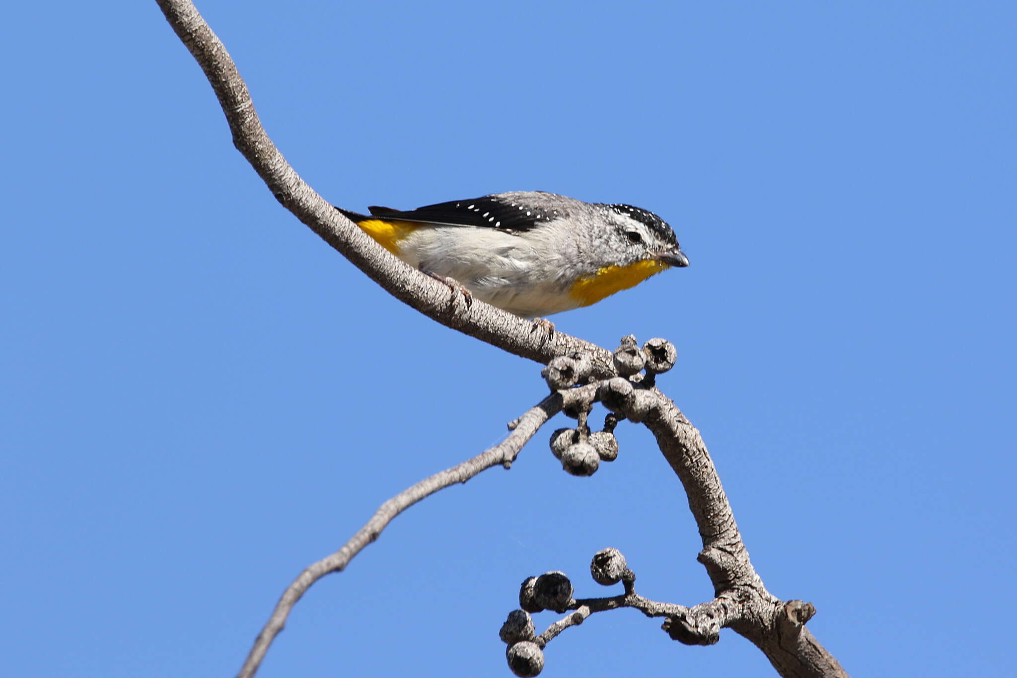 Image of Pardalotus punctatus xanthopyge McCoy 1866