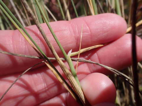 Image of Puccinellia perlaxa (N. G. Walsh) N. G. Walsh & A. R. Williams