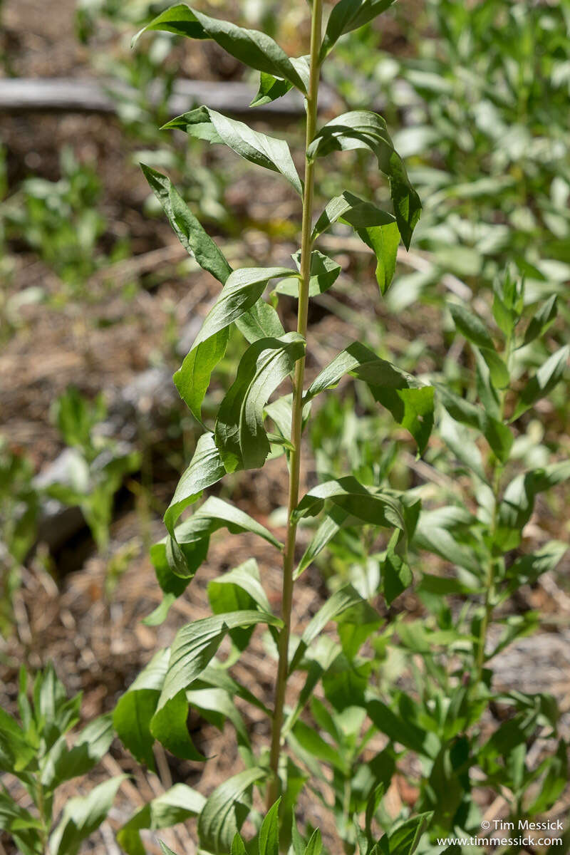 Image of Solidago elongata Nutt.