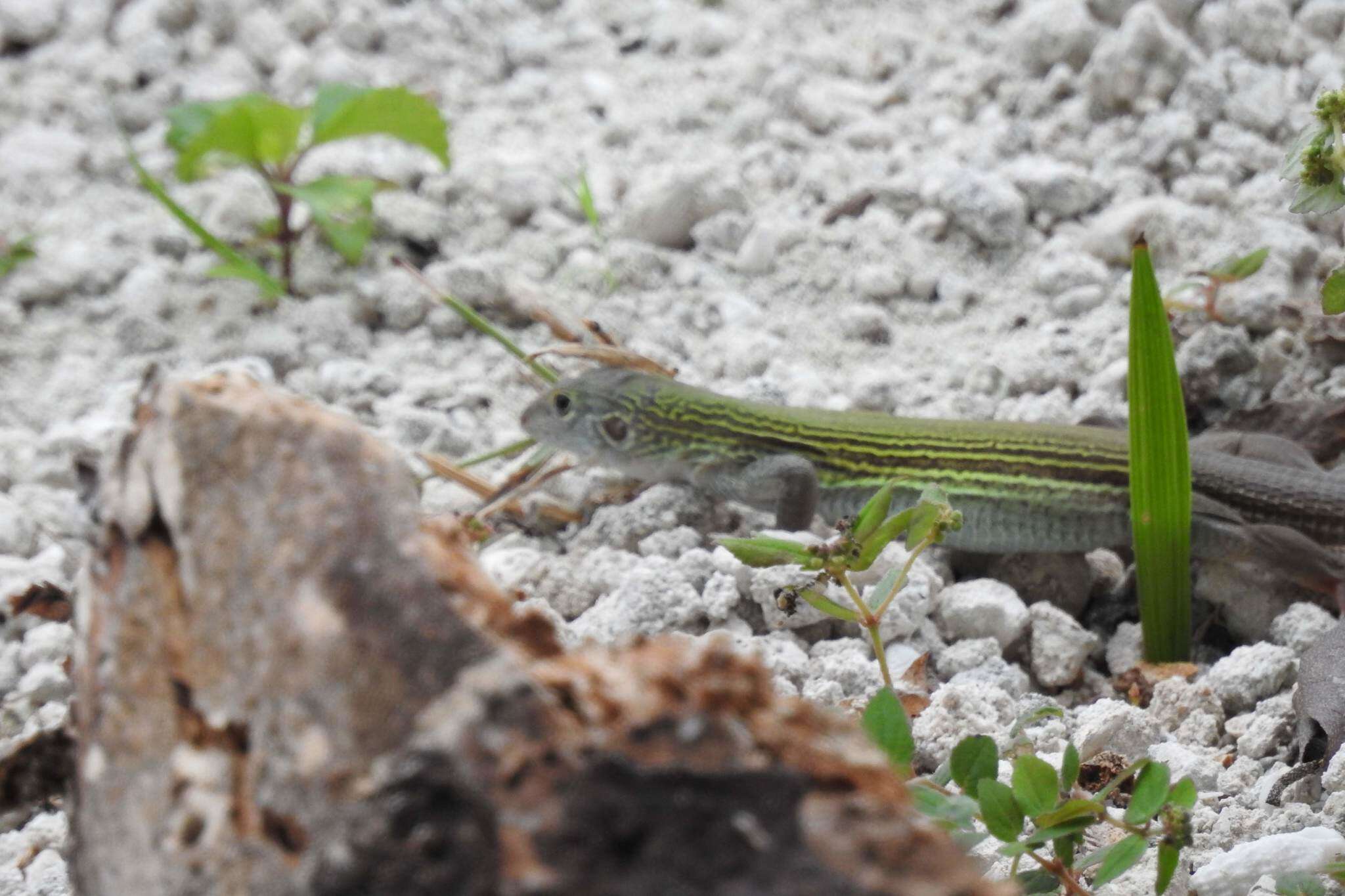 Image of Aspidoscelis cozumela (Gadow 1906)