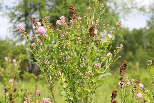 Image of willowleaf meadowsweet