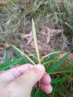 Image of Astrotricha longifolia Benth.