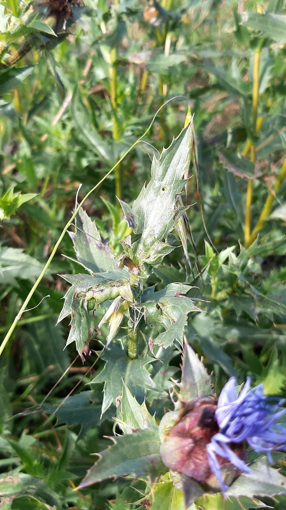 Carduncellus caeruleus (L.) C. Presl的圖片