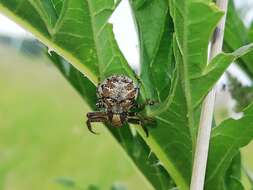 Image de Xysticus audax (Schrank 1803)