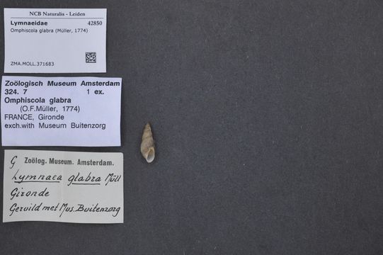 Image of <i>Omphiscola glabra</i> (O. F. Müller 1774)