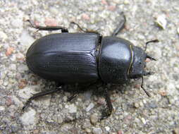 Image of Dorcus parallelipipedus (Linnaeus 1758)