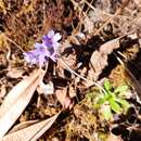 Image of Primula capitata subsp. crispata (I. B. Balf. & W. W. Sm.) W. W. Sm. & Forrest