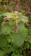 Image of Urtica membranacea Poir.