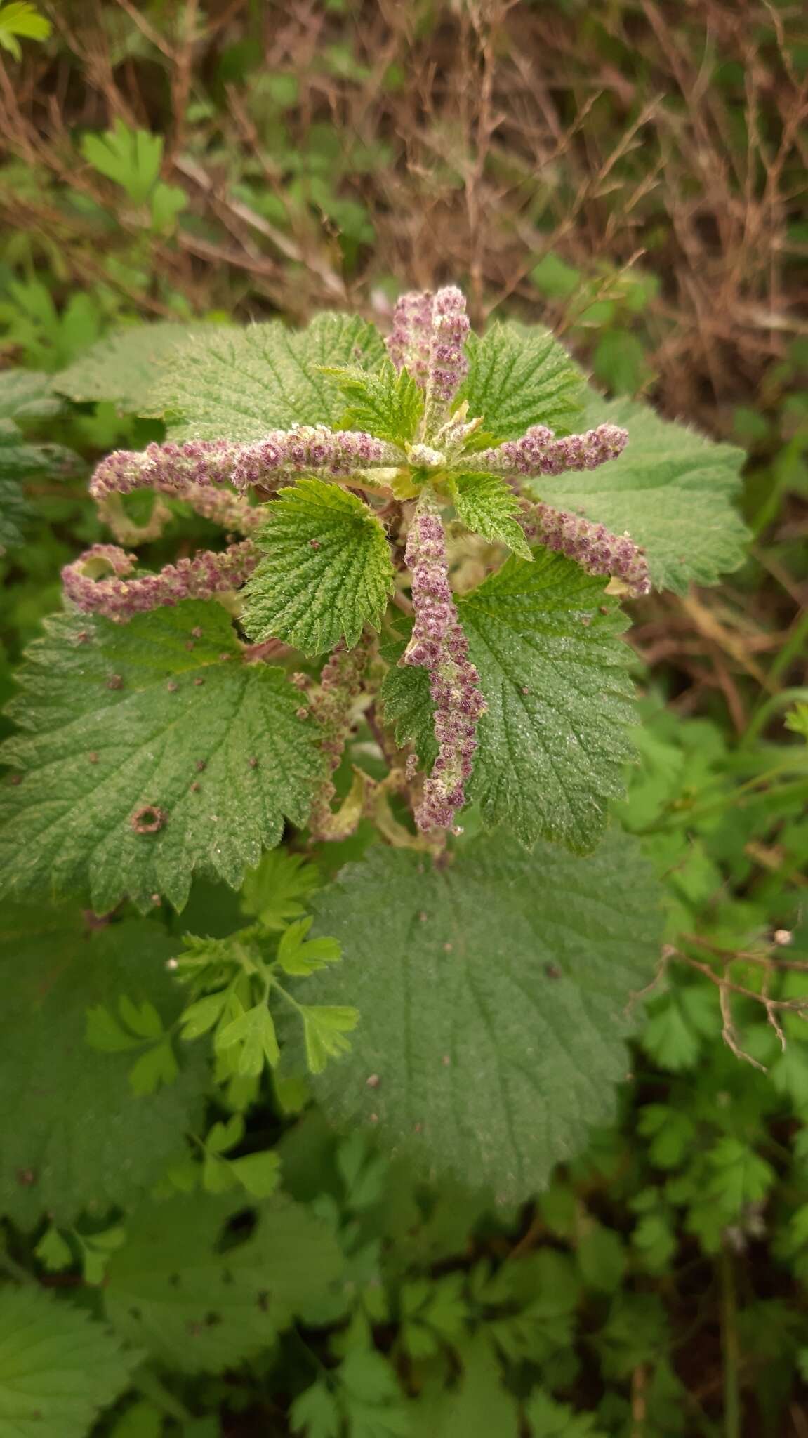 Urtica membranacea Poir.的圖片