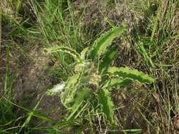 Image of Emory's milkweed