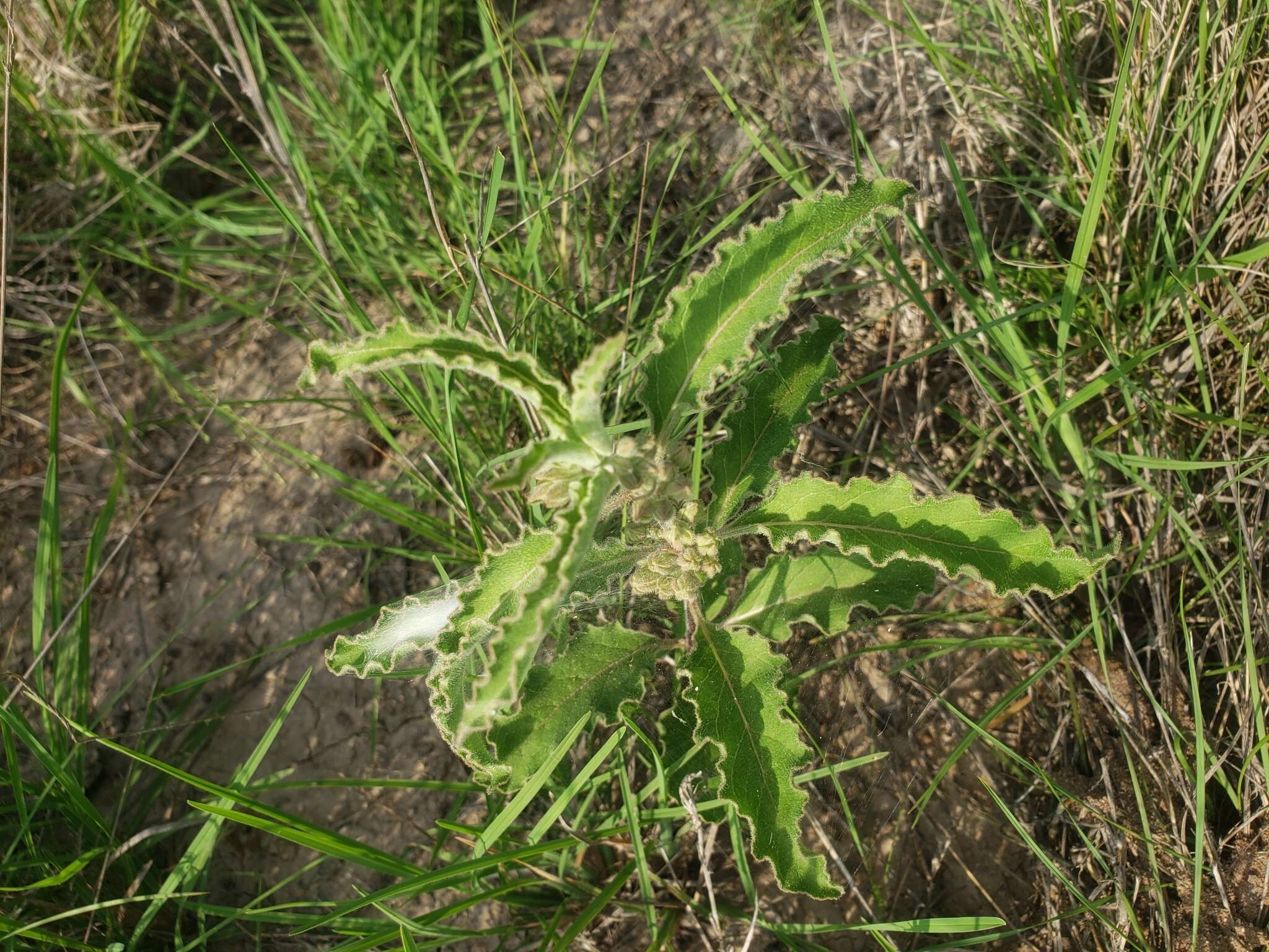 Plancia ëd Asclepias emoryi (Greene) Tidestr.