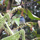 Image de Eumyias indigo cerviniventris (Sharpe 1887)