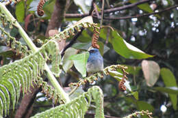 Image de Eumyias indigo cerviniventris (Sharpe 1887)