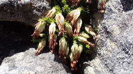 Image of Erica banksia subsp. banksia