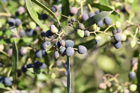 Image of Olea exasperata Jacq.