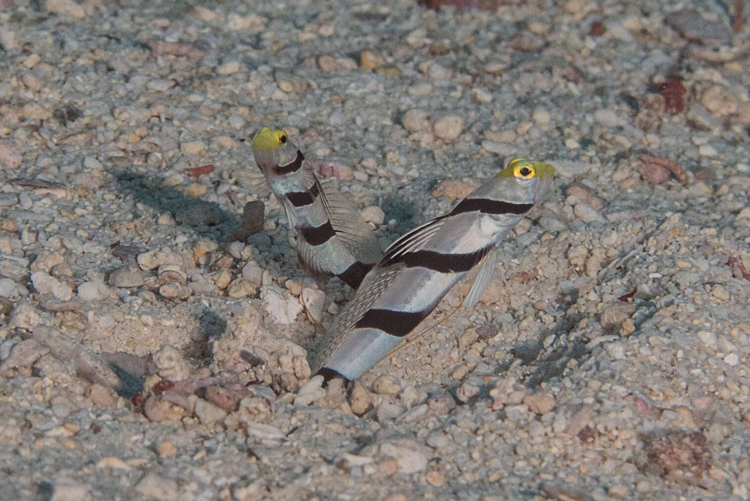 صورة Stonogobiops xanthorhinica Hoese & Randall 1982