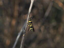 Image of Leucospis biguetina Jurine 1807