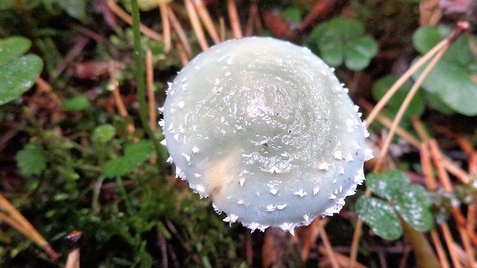 Image of verdigris agaric