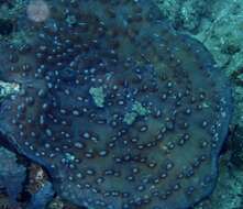 Image of Brown plating hard coral