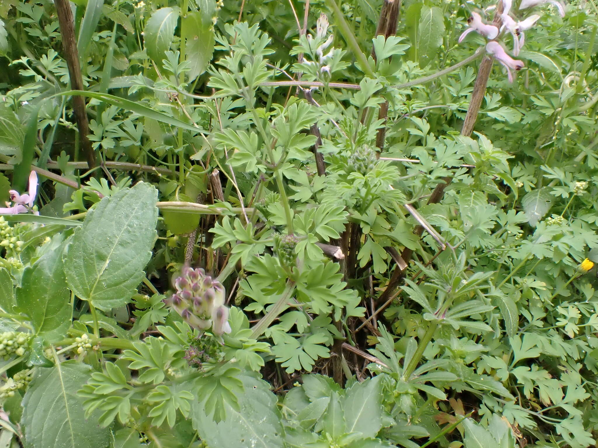 Image of Judean Fumitory