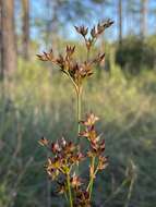 Imagem de Juncus trigonocarpus Steud.