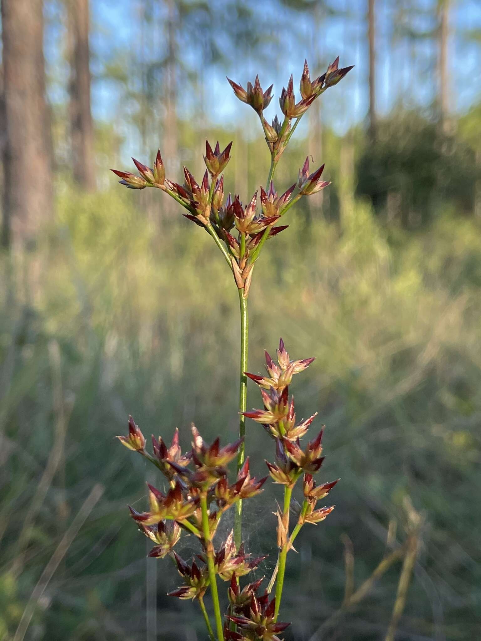 Imagem de Juncus trigonocarpus Steud.