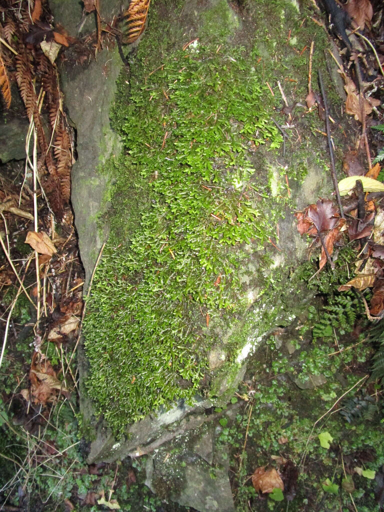 Image of Porella elegantula (Mont.) E. A. Hodgs.