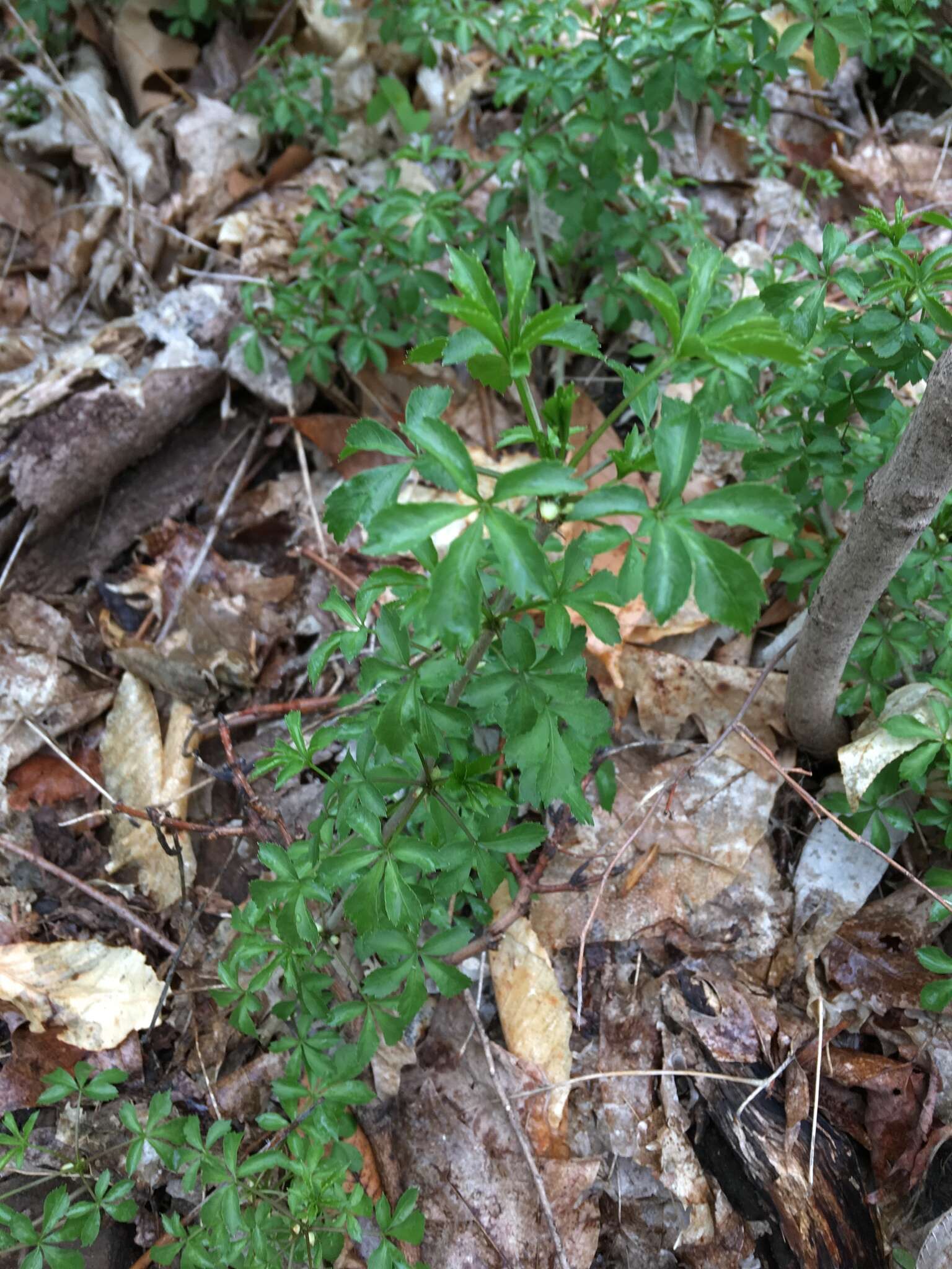 Image of Fiveleaf aralia