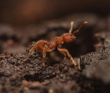 Image of Sericomyrmex amabilis Wheeler 1925