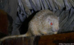 Image of spiny tree rat