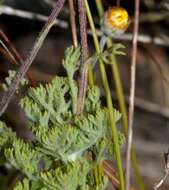 Image of Ursinia abrotanifolia (R. Br.) Spreng.