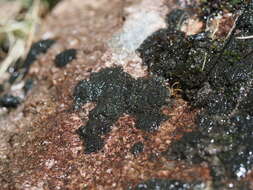 Image of Waterside rockshag lichen