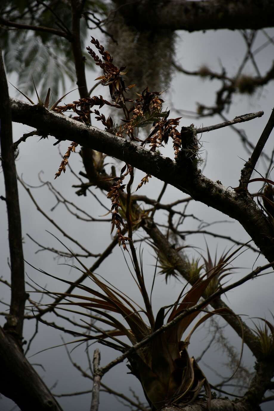 Imagem de Tillandsia makoyana Baker