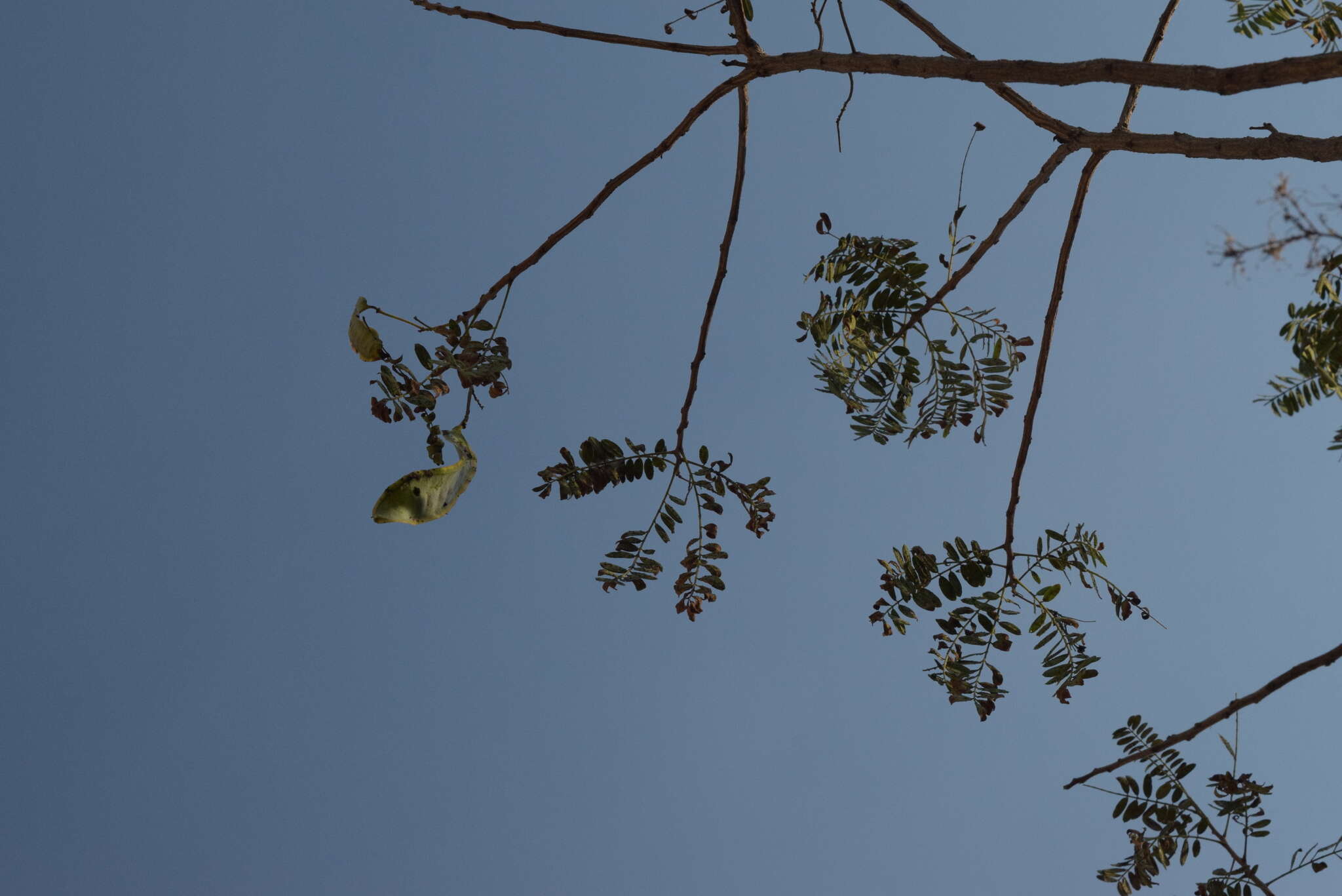 Image of Senna polyantha (Collad.) H. S. Irwin & Barneby