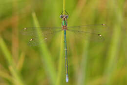 Image of Mountain Malachite